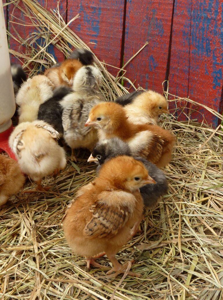 chick, baby chicks, easter-2147836.jpg